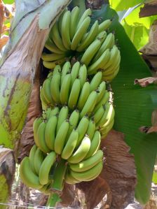 fresh green banana
