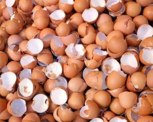 egg shell