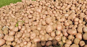 Lady Rosetta Potato