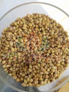 Raw Coriander Seeds For Cooking