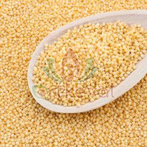 Little Millet Seeds For Cooking