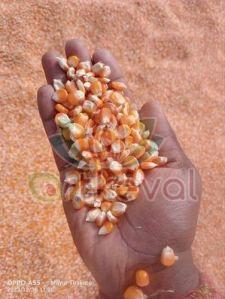 Organic Yellow Maize Seeds For Food Processing