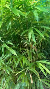 Bamboo Plant