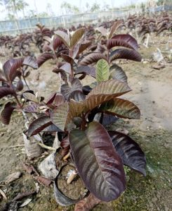 Red Guava Plant for Fruits