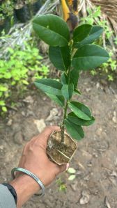 Organic Lemon Plant Medium Summer, Variety : Hybrid