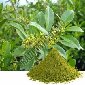 Gymnema Sylvestre Extract Dried, Purity : 100%, Grade : Cosmetic