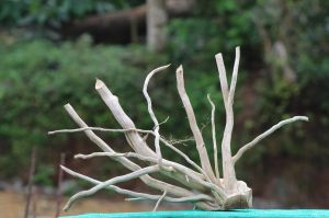 18x15 Inch Driftwood Sculpture Premium Aquascaping Hardscape For Home Dcor