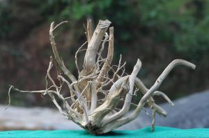 24x15 Inch Indian Driftwood Compact Natural Sculpture for Aquascaping