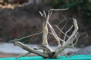 24x18 Inch Indian Driftwood Sculpture with Intricate Branches for Aquascaping & Terrariums
