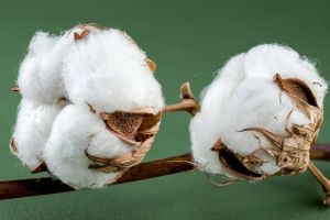 Cotton