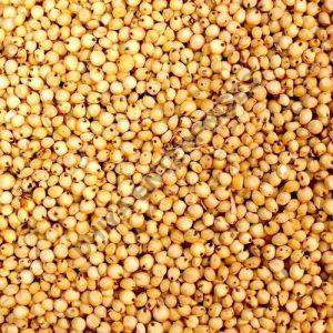 Barnyard Millet Seeds