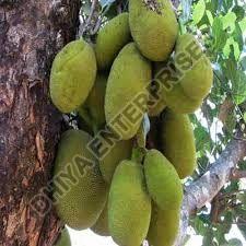 Fresh Jack Fruit, Color : Green, Packaging Size : 5Kg, 10Kg, 25Kg