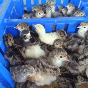 Guinea Fowl Chicks, Color : Natural Color