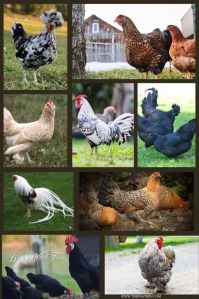 One Day Old Fancy Chicks