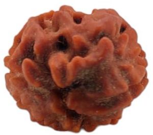 2 Mukhi Rudraksha 20x18 MM 1 Piece