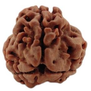 3 Mukhi Rudraksha 19x17 MM 1 Piece