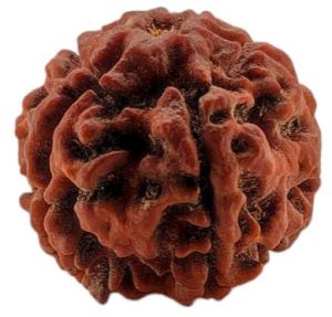 5 Mukhi Rudraksha 25x25 MM 1 Piece