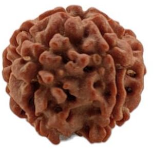 6 Mukhi Rudraksha 19x19 Mm 1 Piece