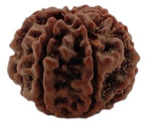 7 Mukhi Rudraksha 20x19 MM 1 Piece