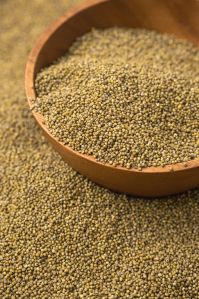 foxtail millet