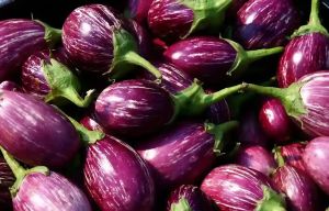 Fresh Brinjal, Color : Purple for Cooking