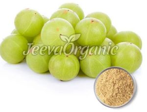 Amla Fruit Extract Powder 45% Tannins