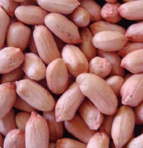 Groundnut Seeds Kg