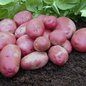 60Kg A Grade Red Potato Medium, Form : Packed