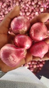 Golta Onion