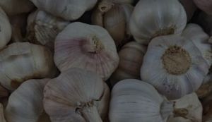 Golden Crest Garlic