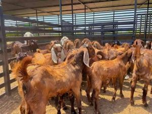 Live Sirohi Goats