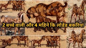 Sirohi Beetal Goat