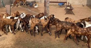 Sirohi Sojat Goat Alive