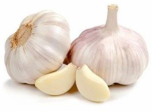 Garlic