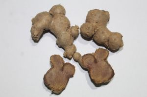 BLACK GINGER