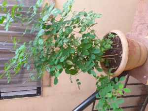 Shanka Pushpa Blue and White Flowers Plants