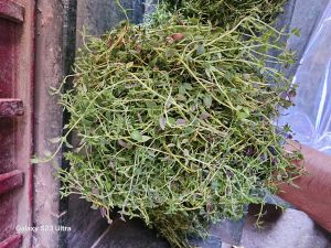 Thyme Leaves