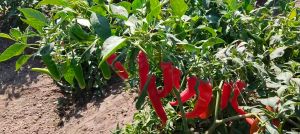 Us 702 Rge Red Chilli Powder, Packaging Size : 1Kg for Cooking