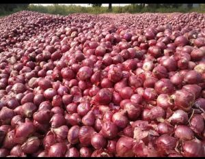 fresh red onion
