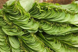 Betal Leaf