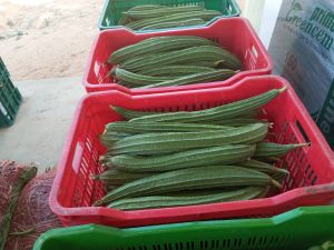 Ridge Gourd