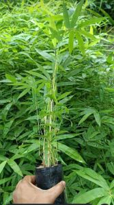 Bamboo Plant
