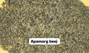 Apamarg Beej