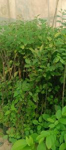 Grafting Apple Plant