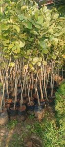 red sandalwood plant