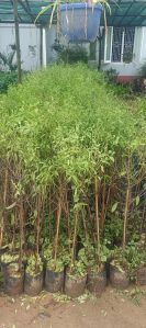 white sandalwood plant