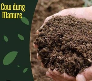 cow dung manure