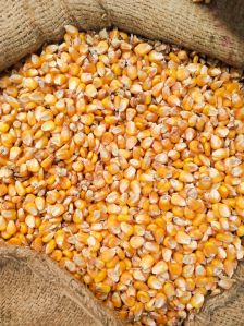 Natural Yellow Corn, Color : Creamy-yellow 14