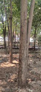 Red Sandalwood, Botanical Name : Pterocarpus Santalinus