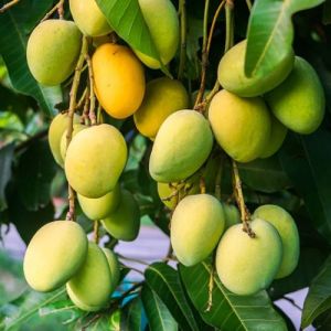 Fresh Gir Kesar Mango
